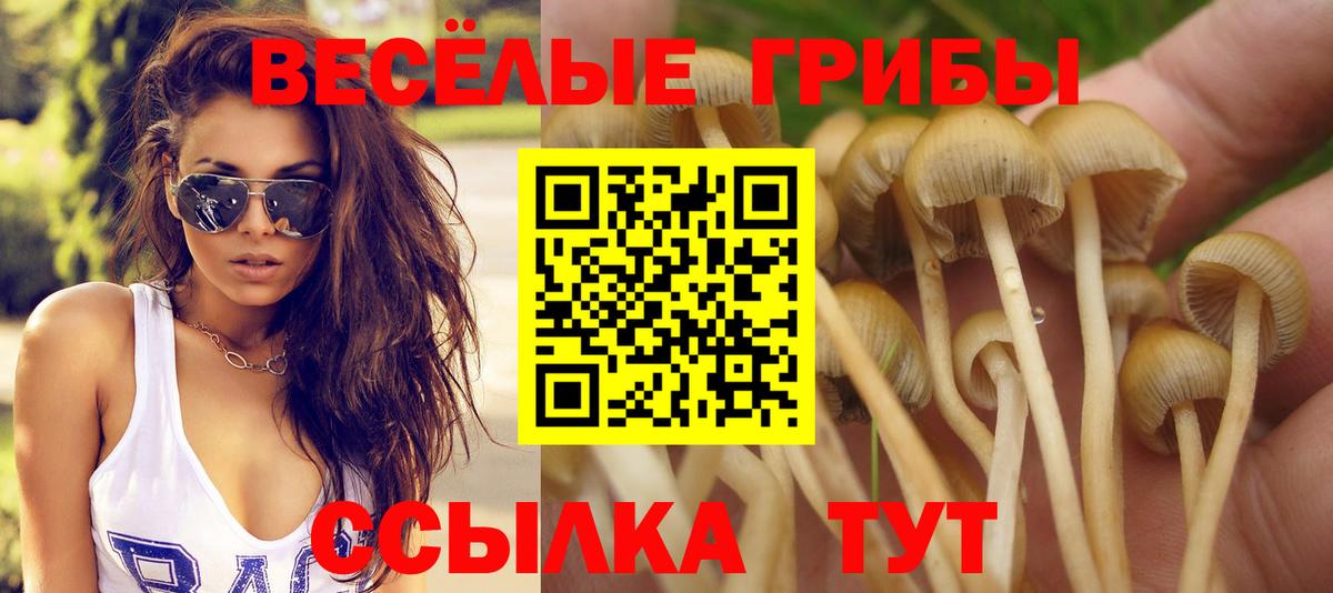 купить закладку  Вход с VPN  Шахты  Псилоцибиновые грибы прущие грибы 